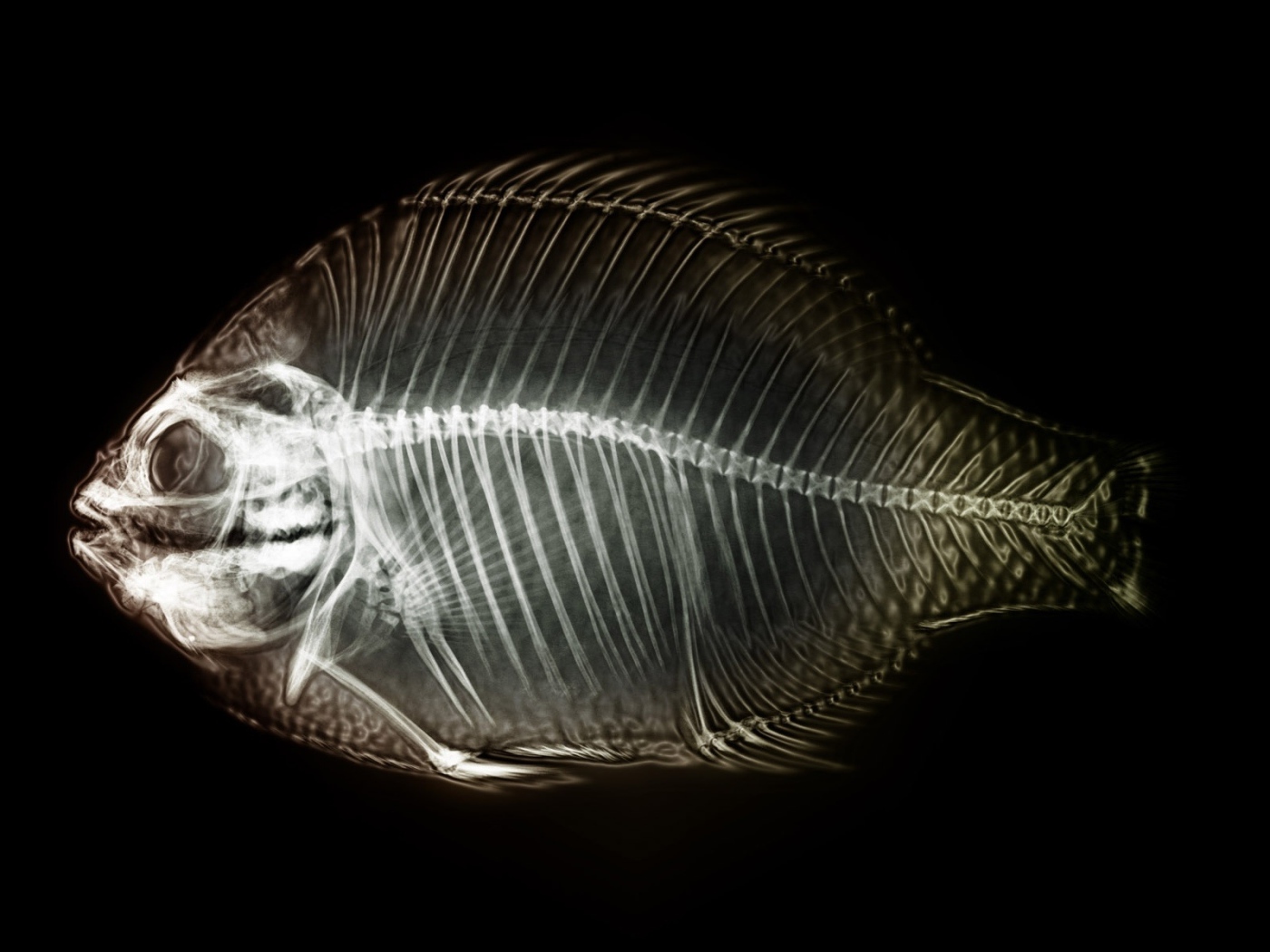 Мобильный рентген рыбы