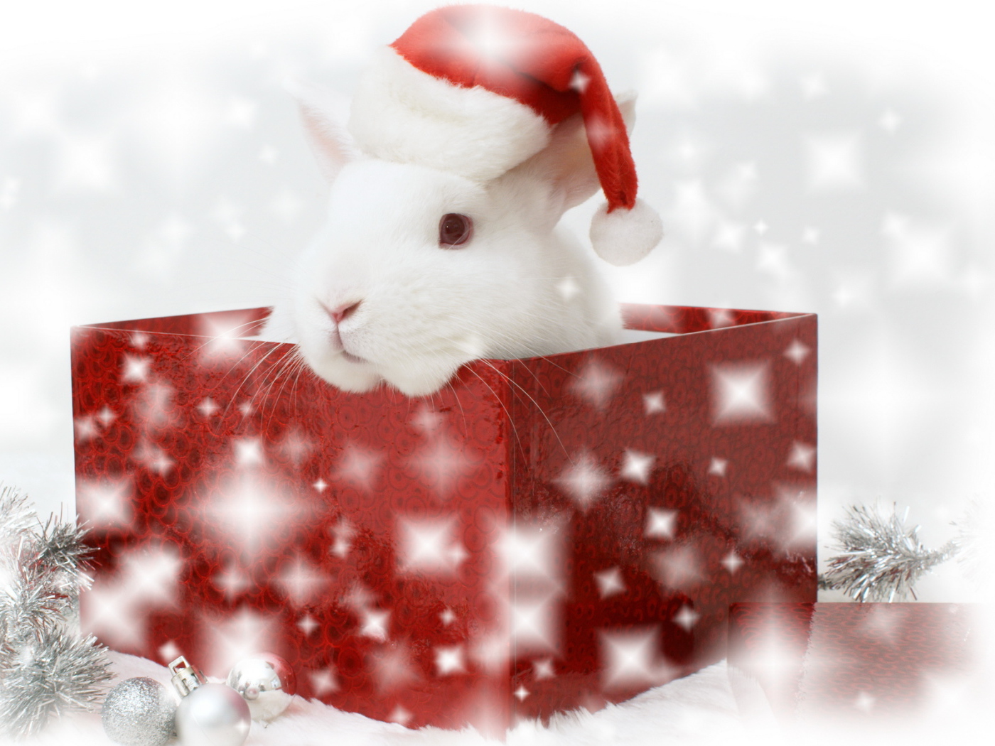 Ушастый сюрприз