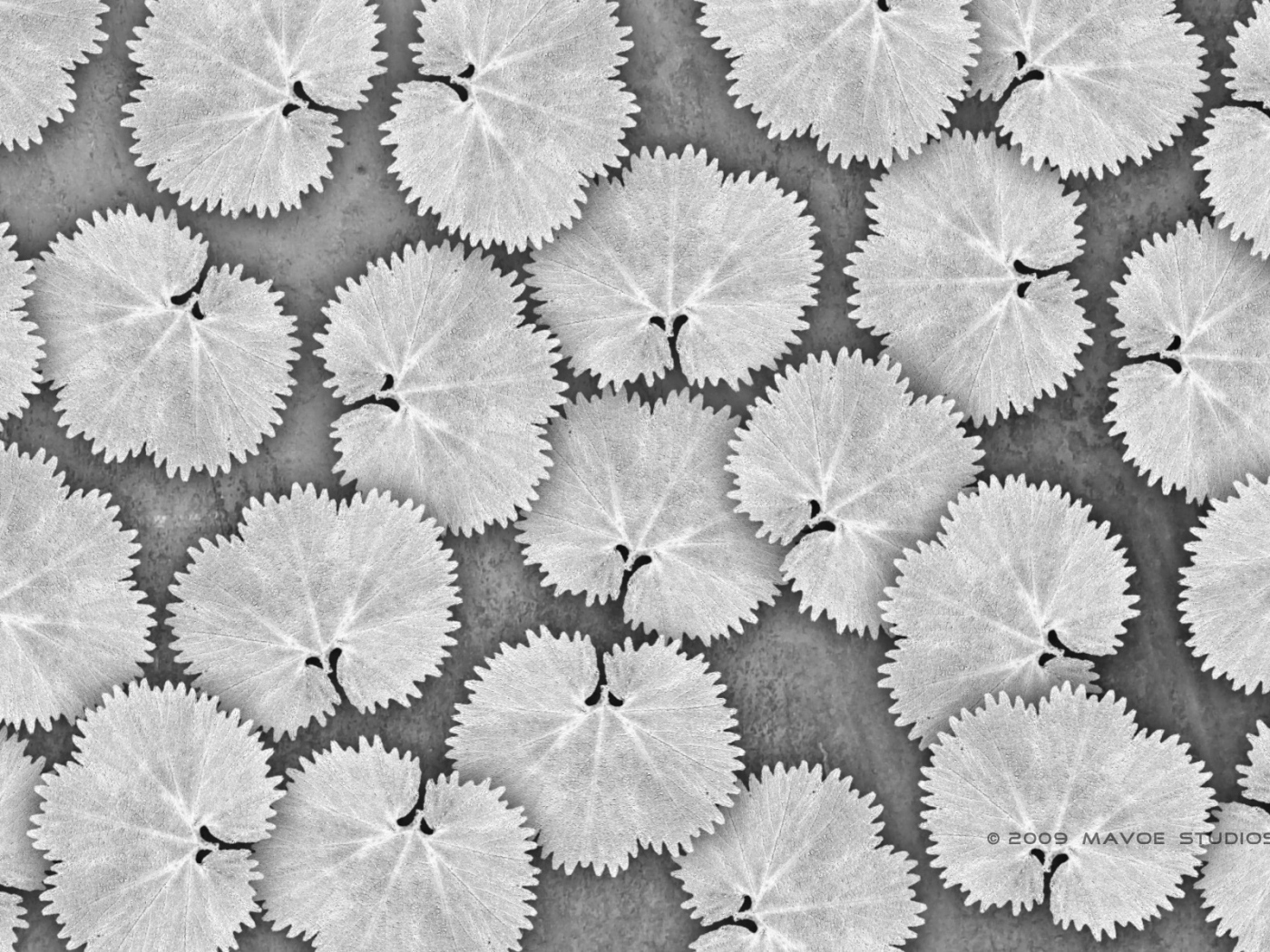 Белые листья