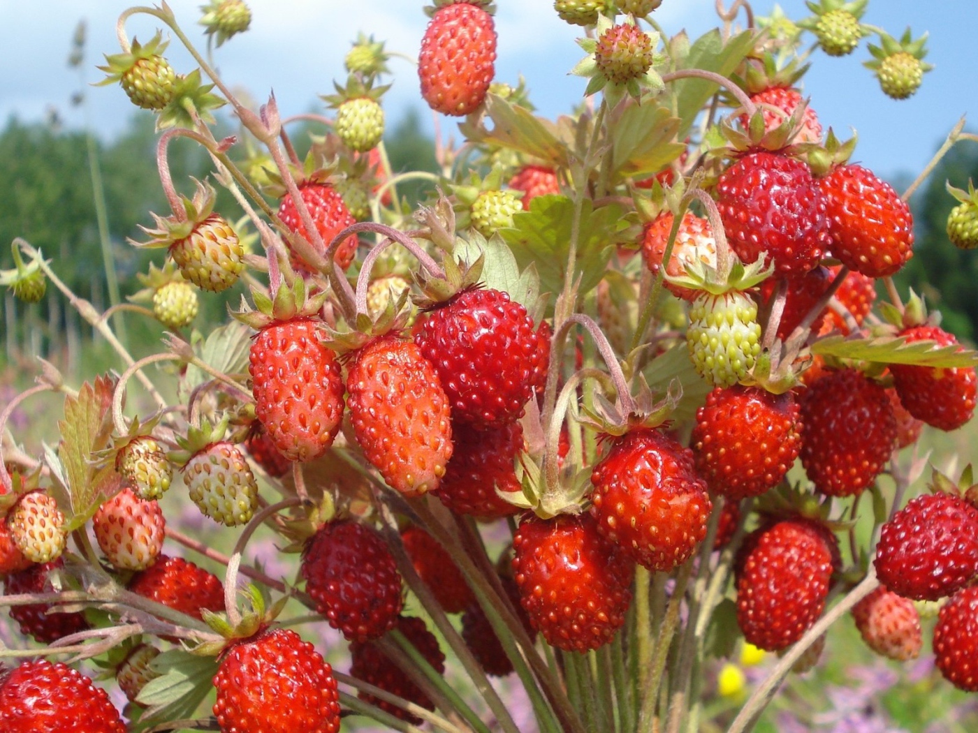 Пучок земляники