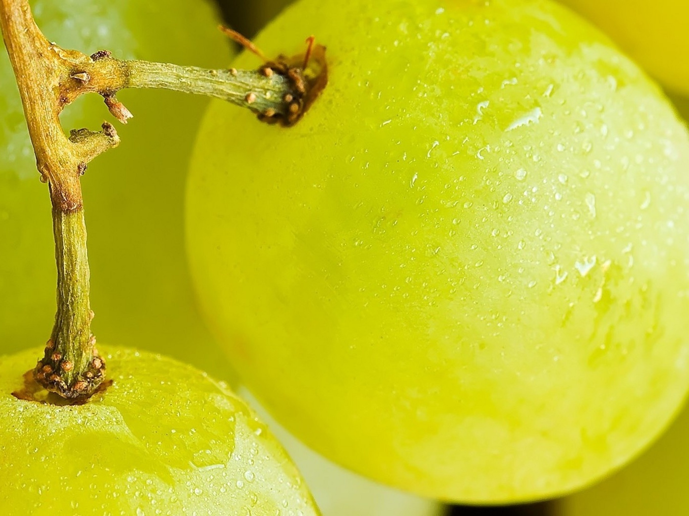 Виноград на веточке