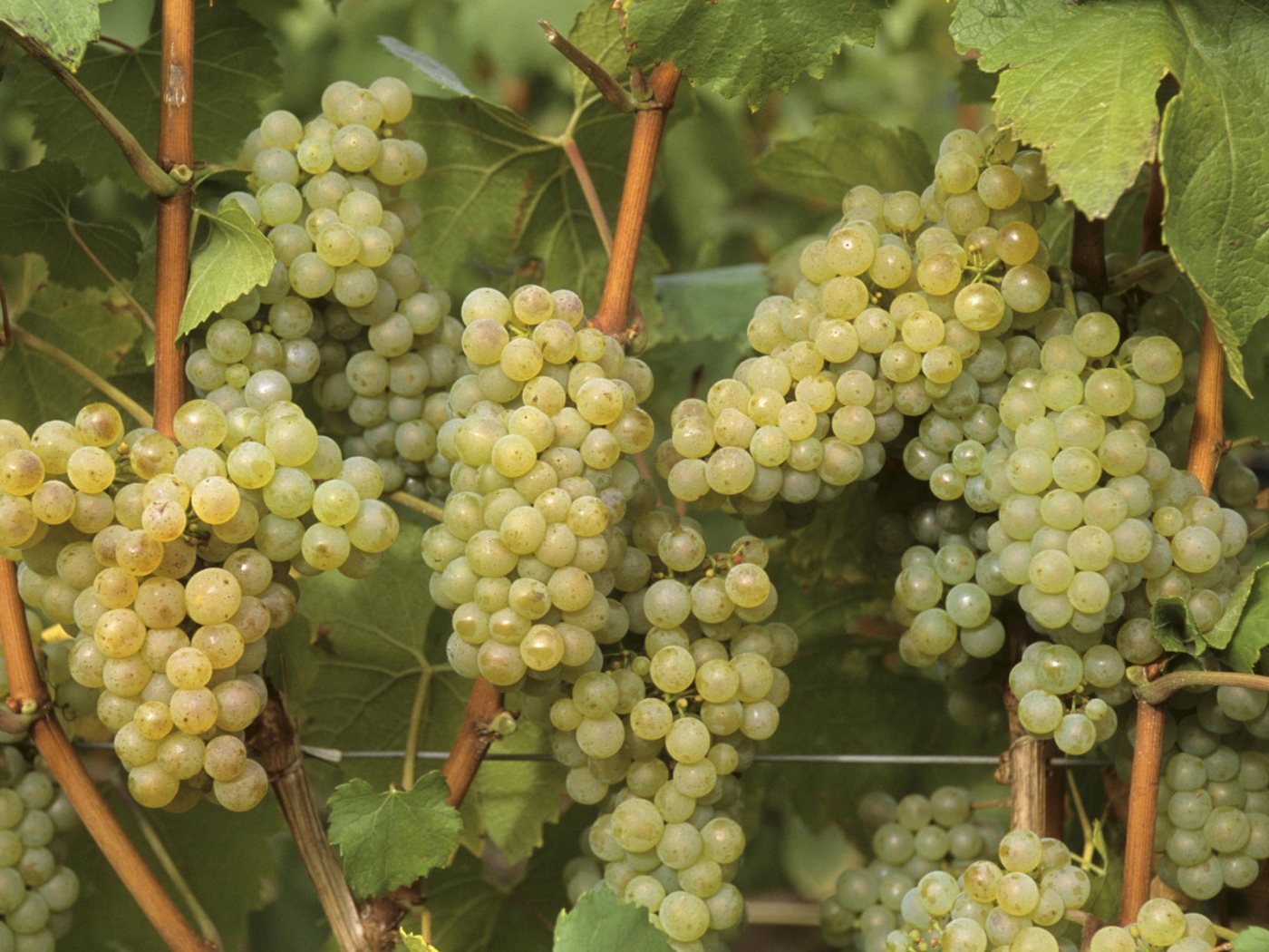 Виноградная лоза