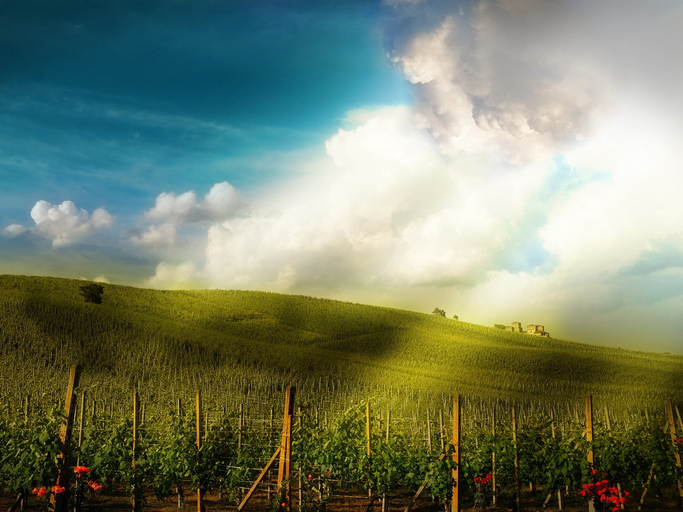 Поле-плантация