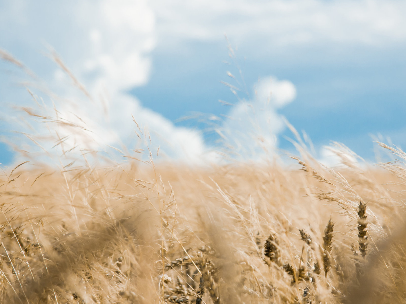 Хлебное поле