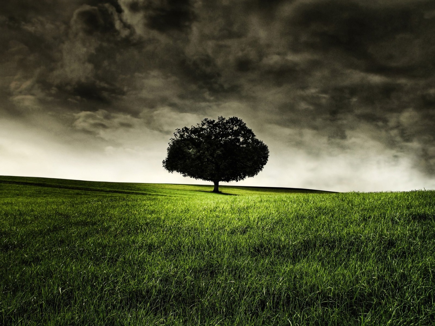 Запретное дерево Эдема