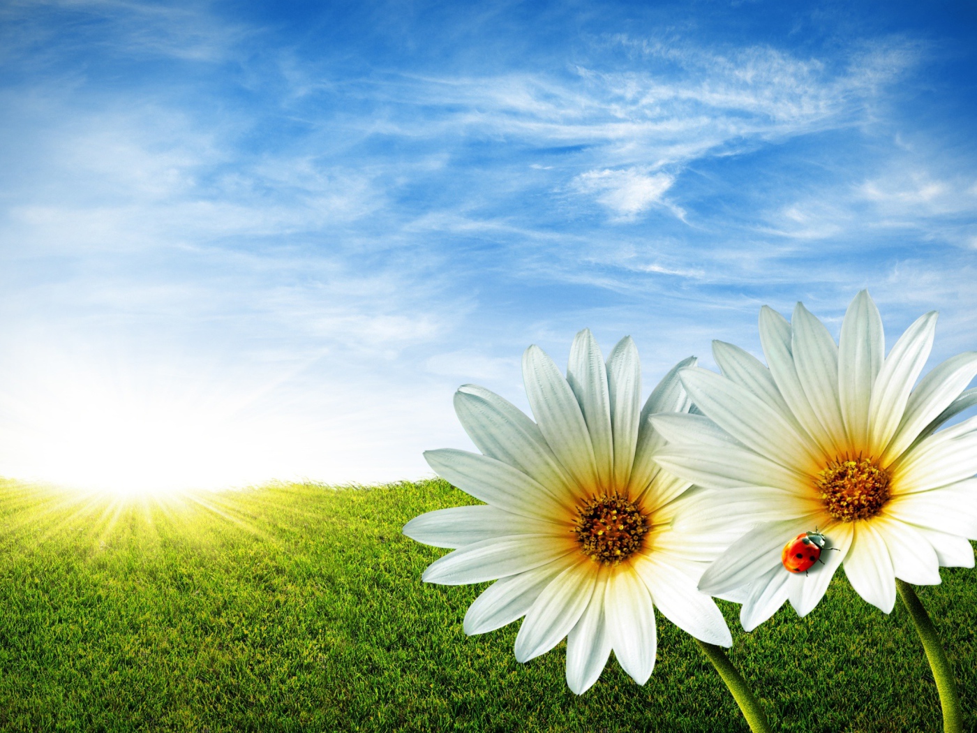 Daisies summer grass beetles