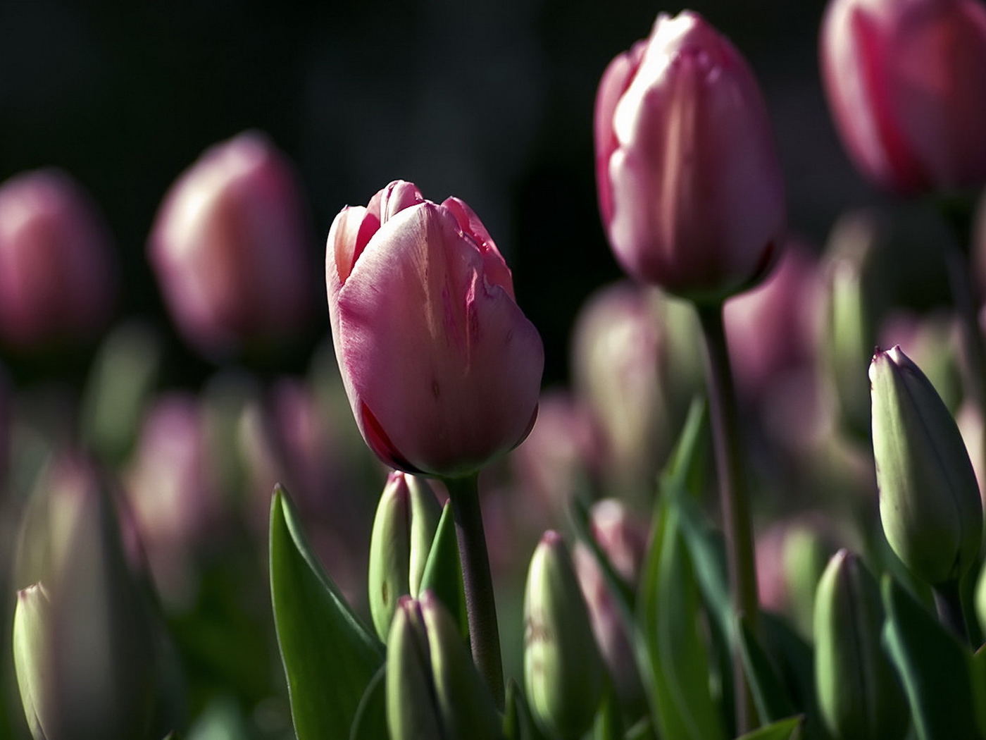 Поле тюльпанов