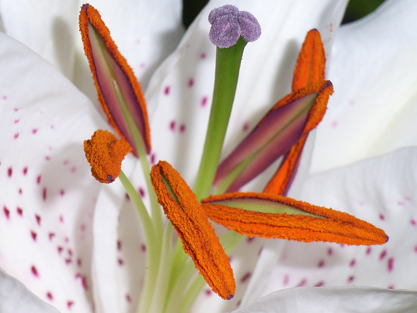 Цветок пыльца пестик тычинка