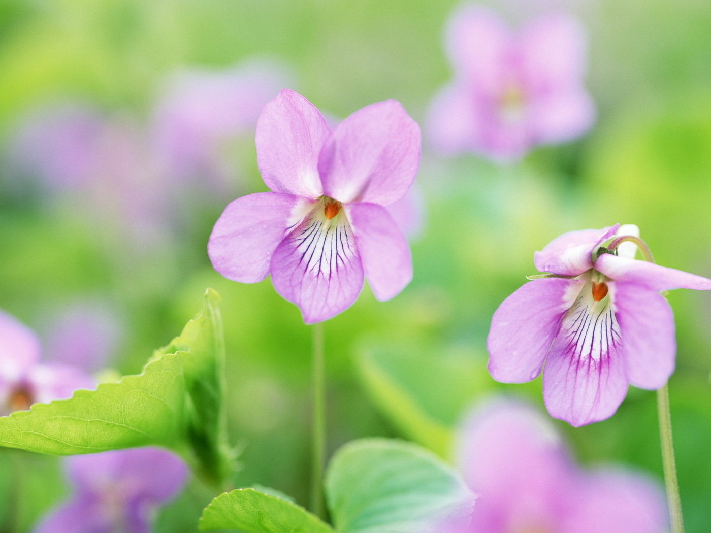 Нежные цветочки