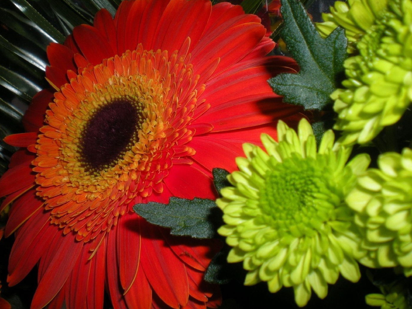 Гербера и хризантемы