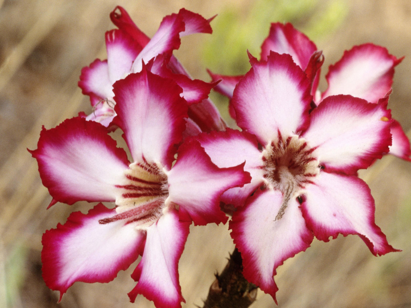 Шикарные цветы