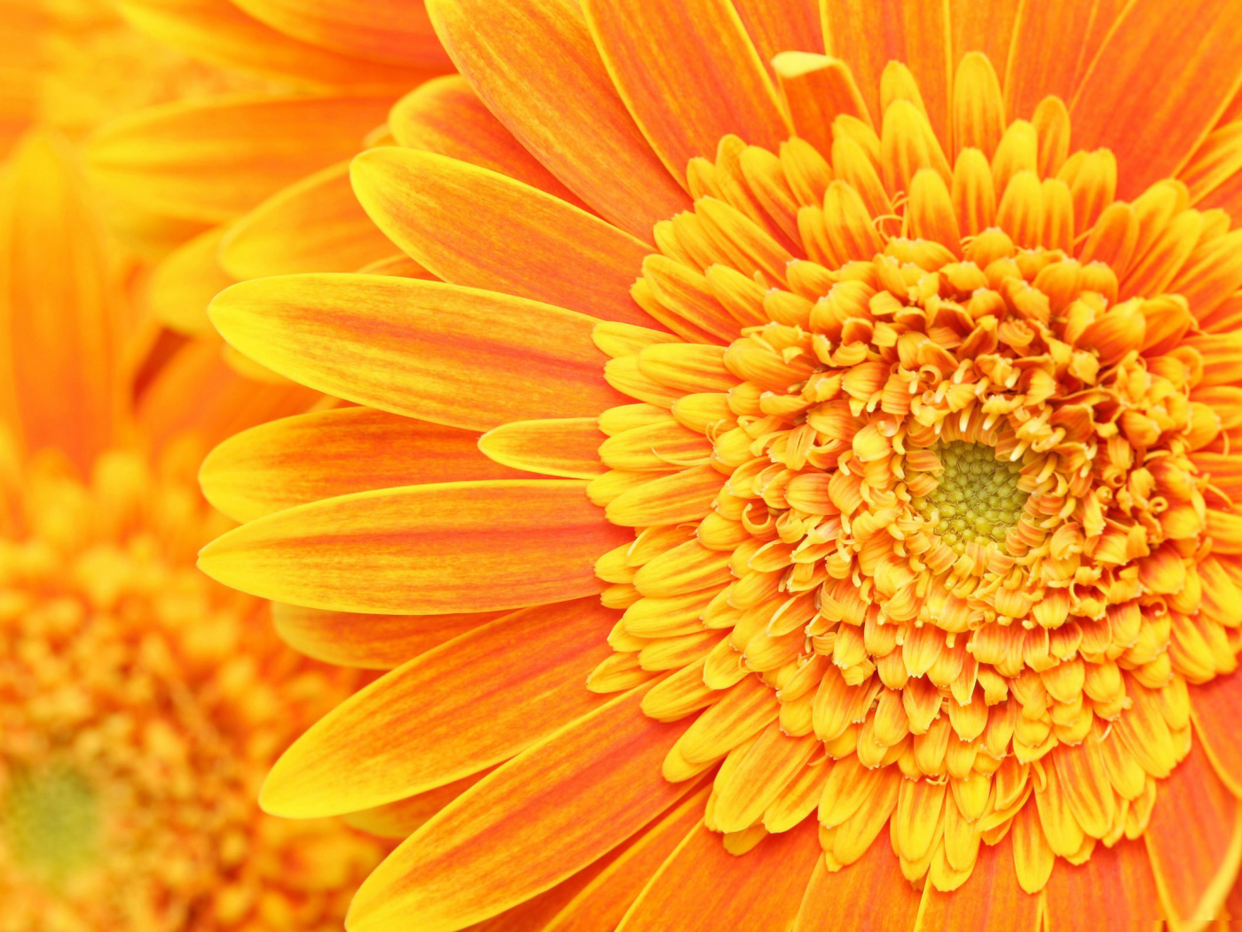 Солнечный цветок