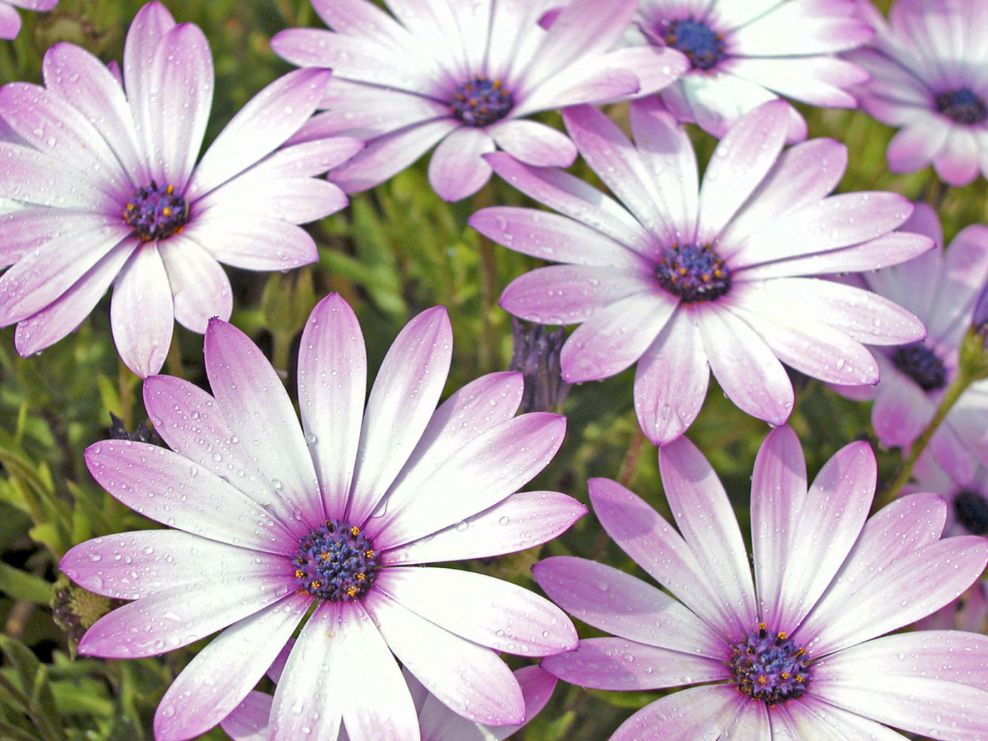 Влажные лепестки цветов