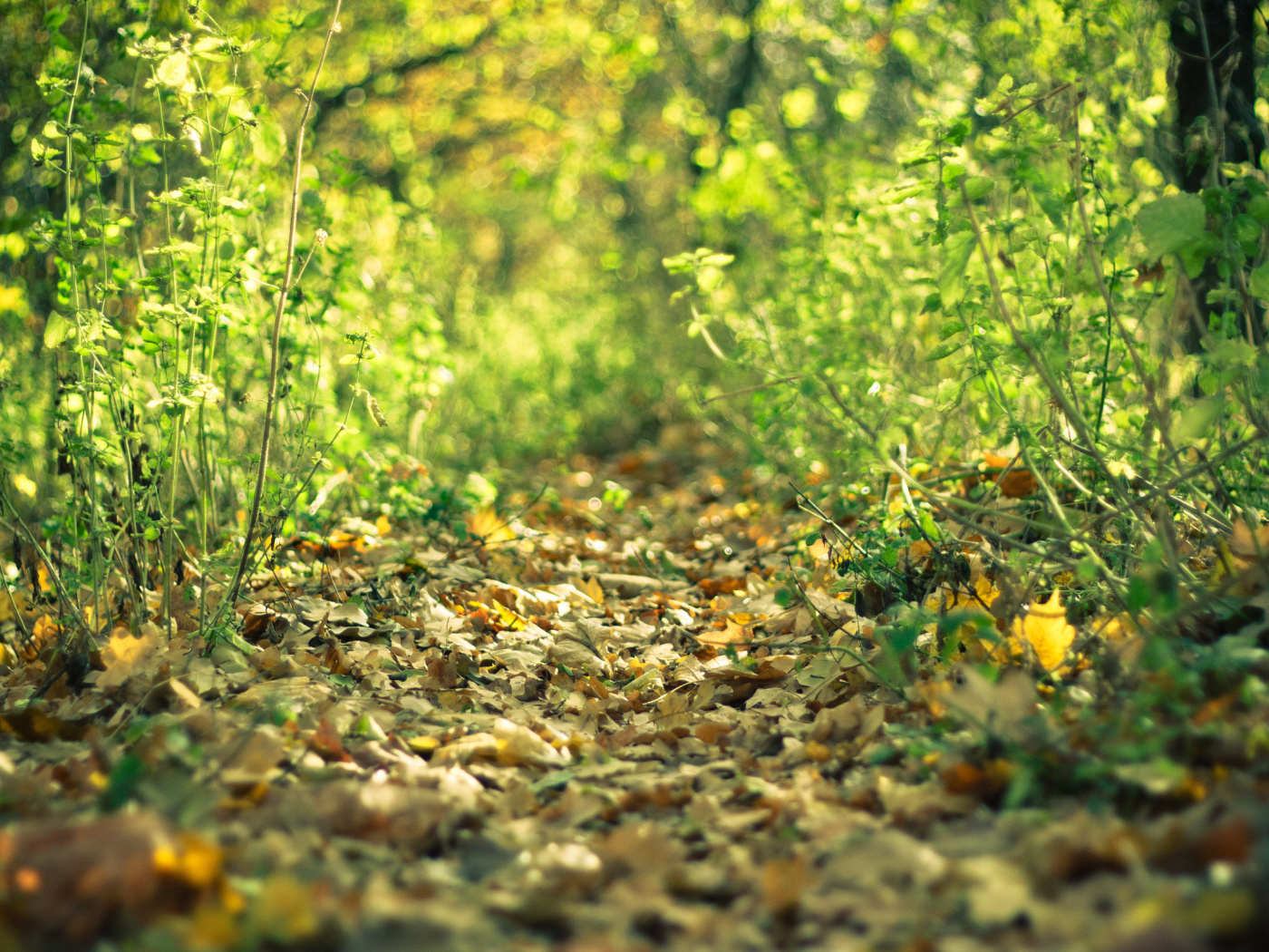 Лесная тропинка