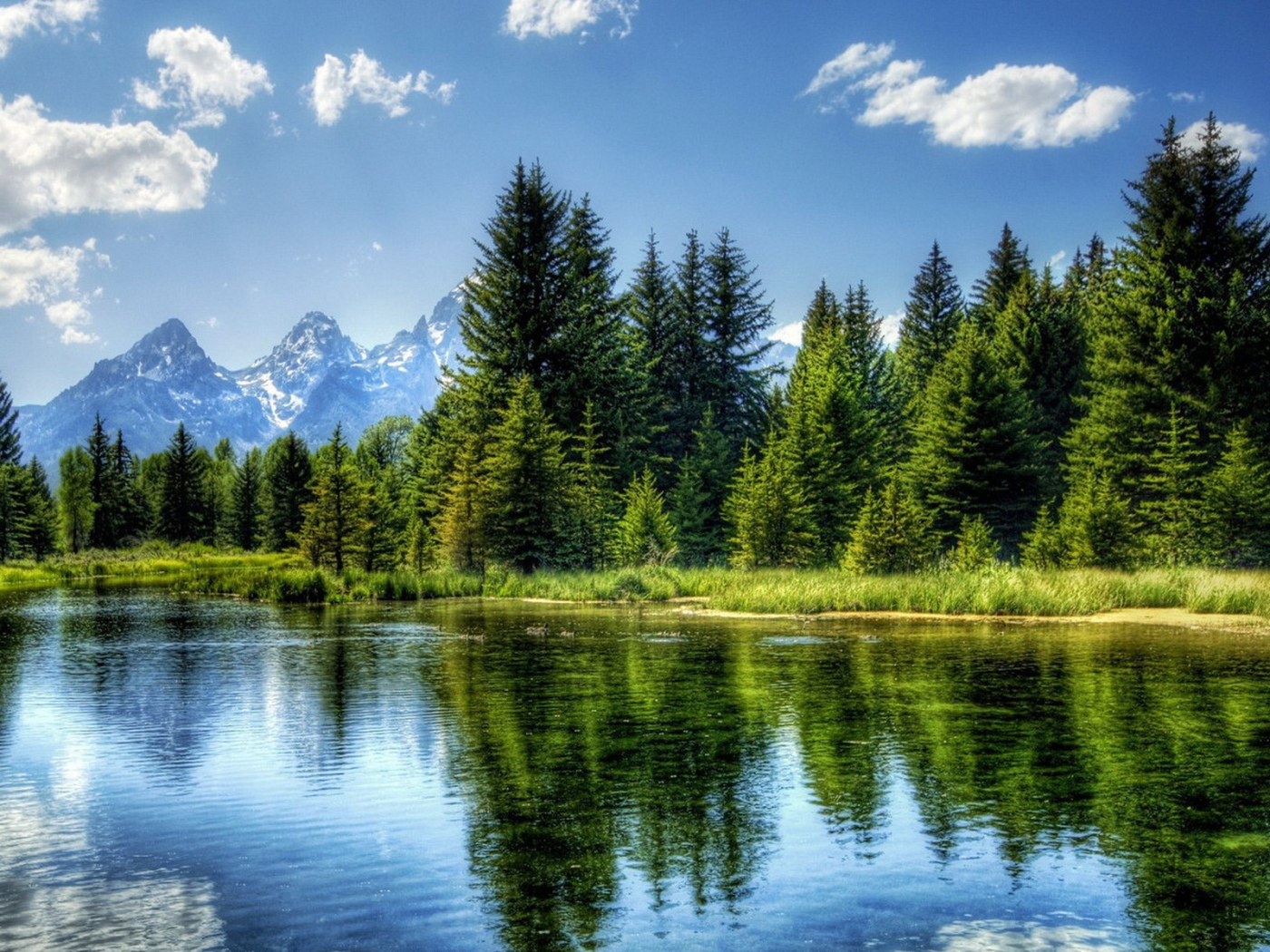 Ели на фоне гор