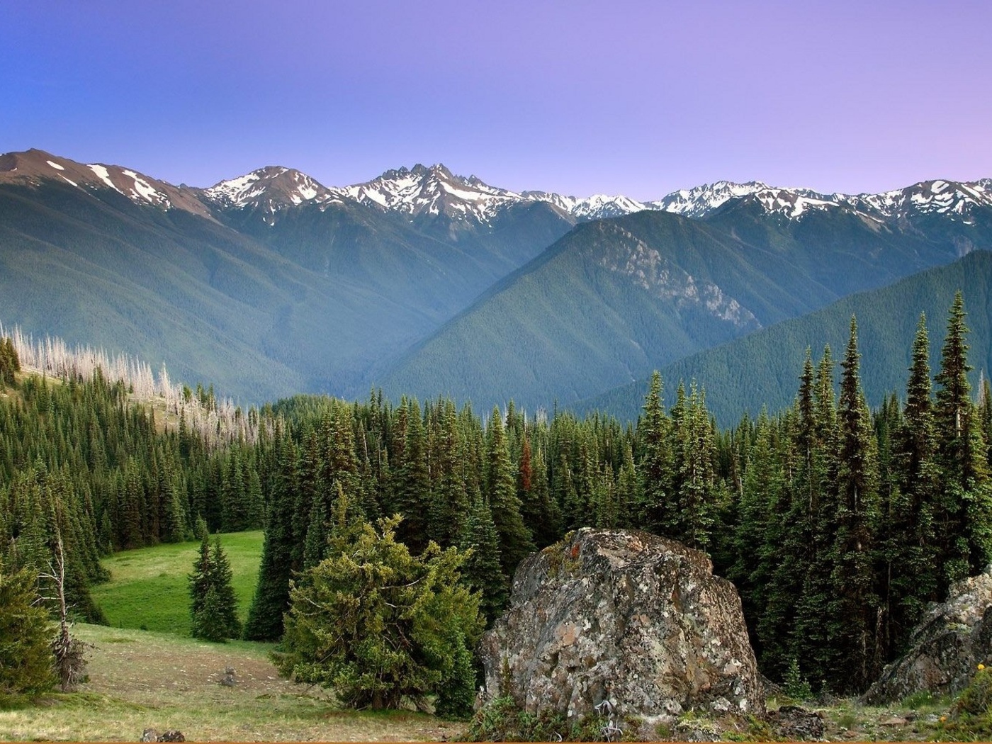 Лес на горных вершинах