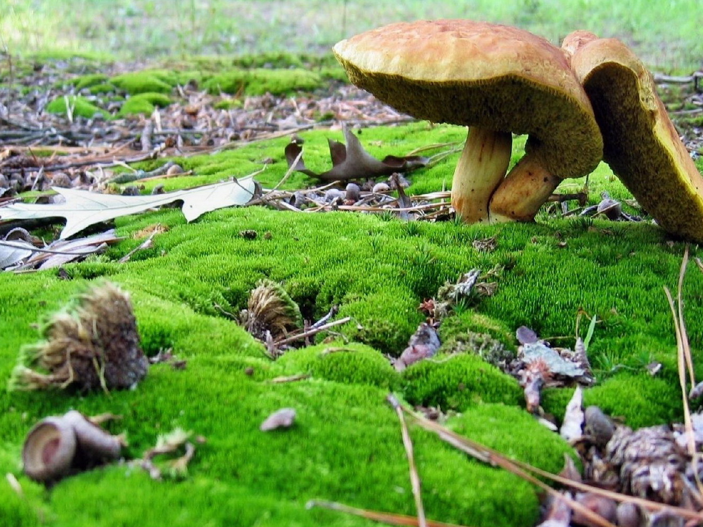 Грибы среди мха