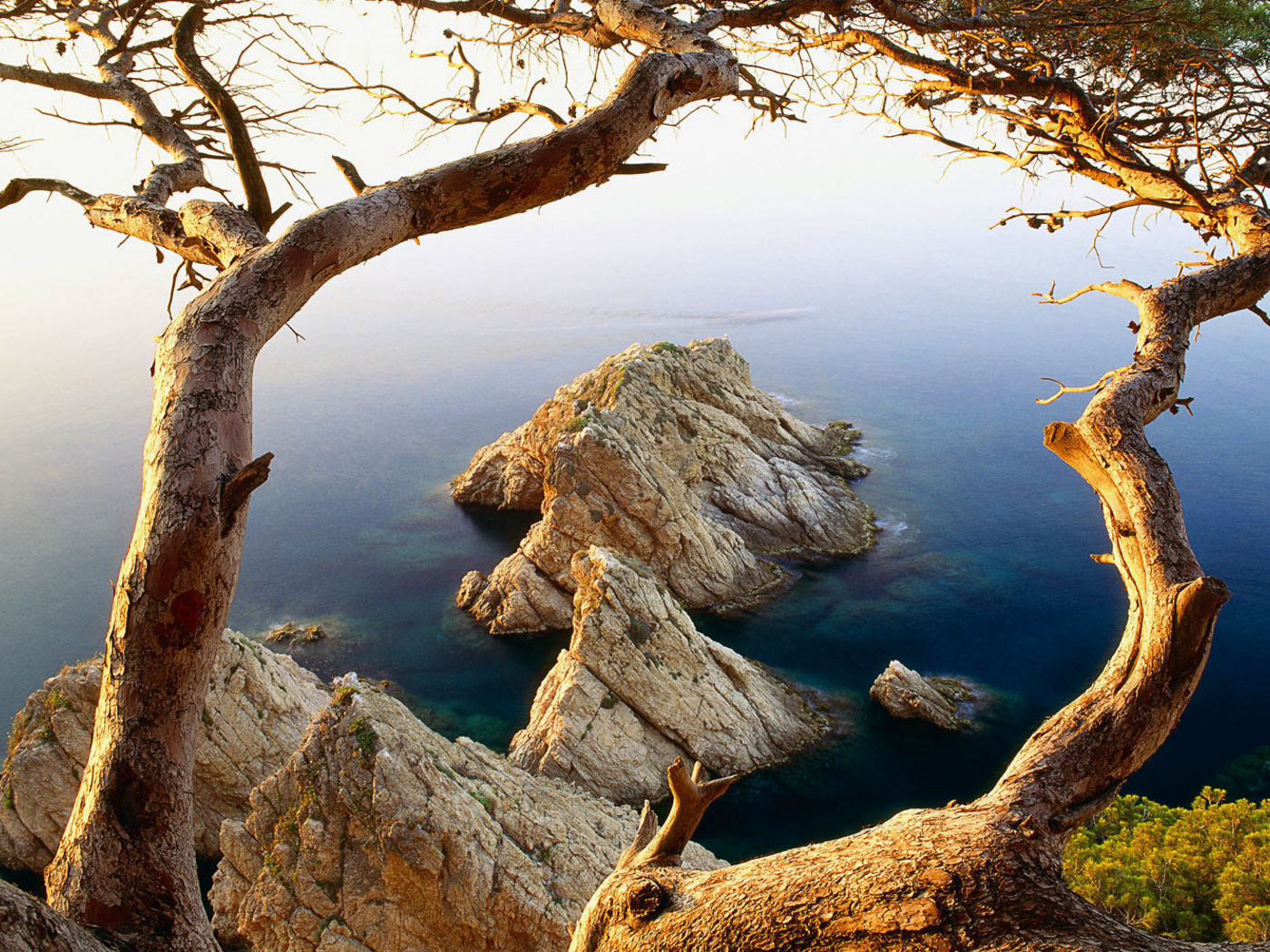 Дерево на обрыве