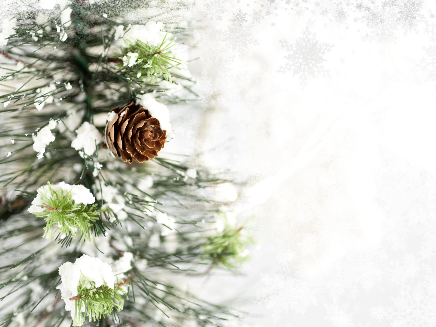 Ветка с шишкой