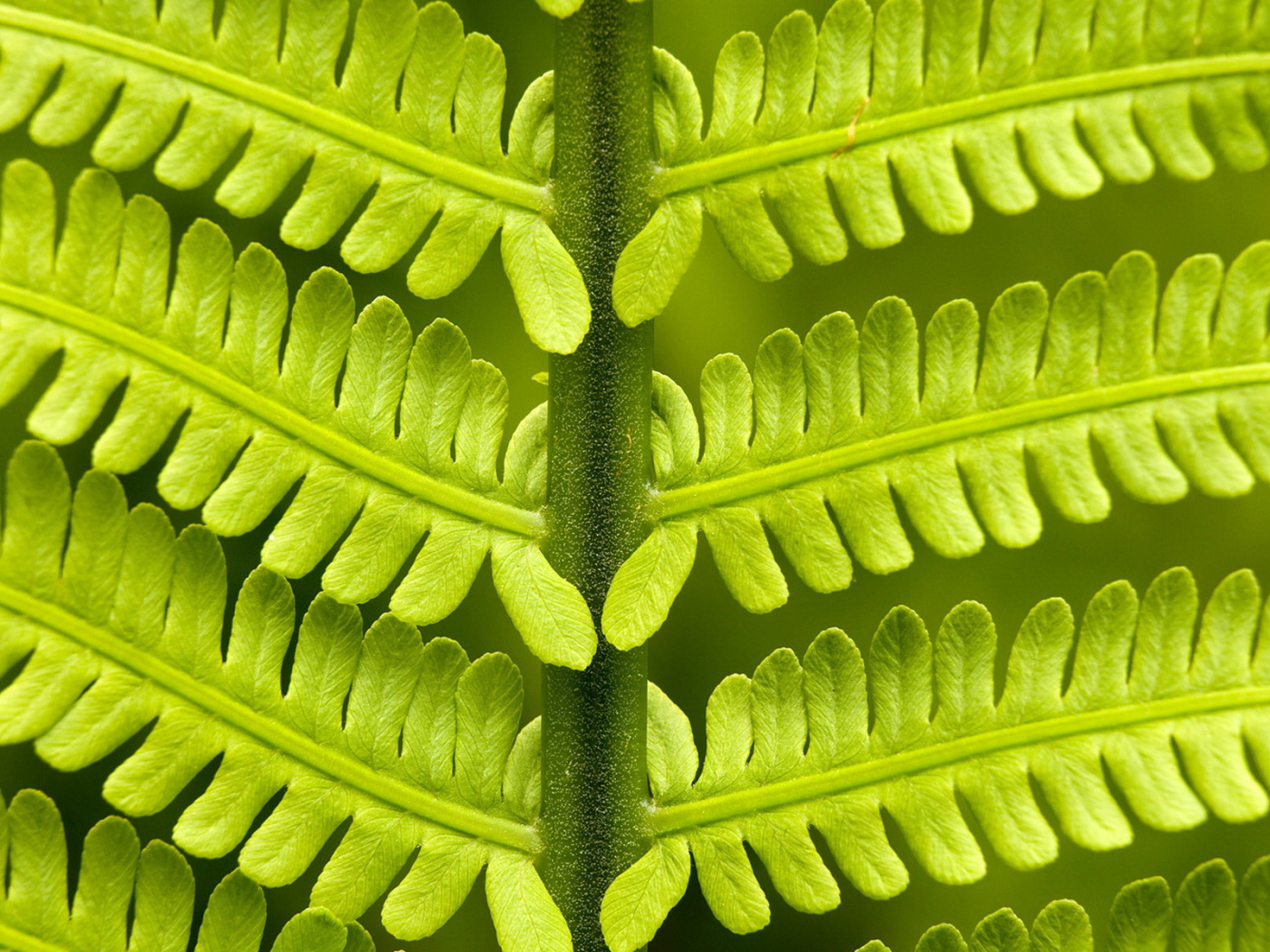 Папоротник