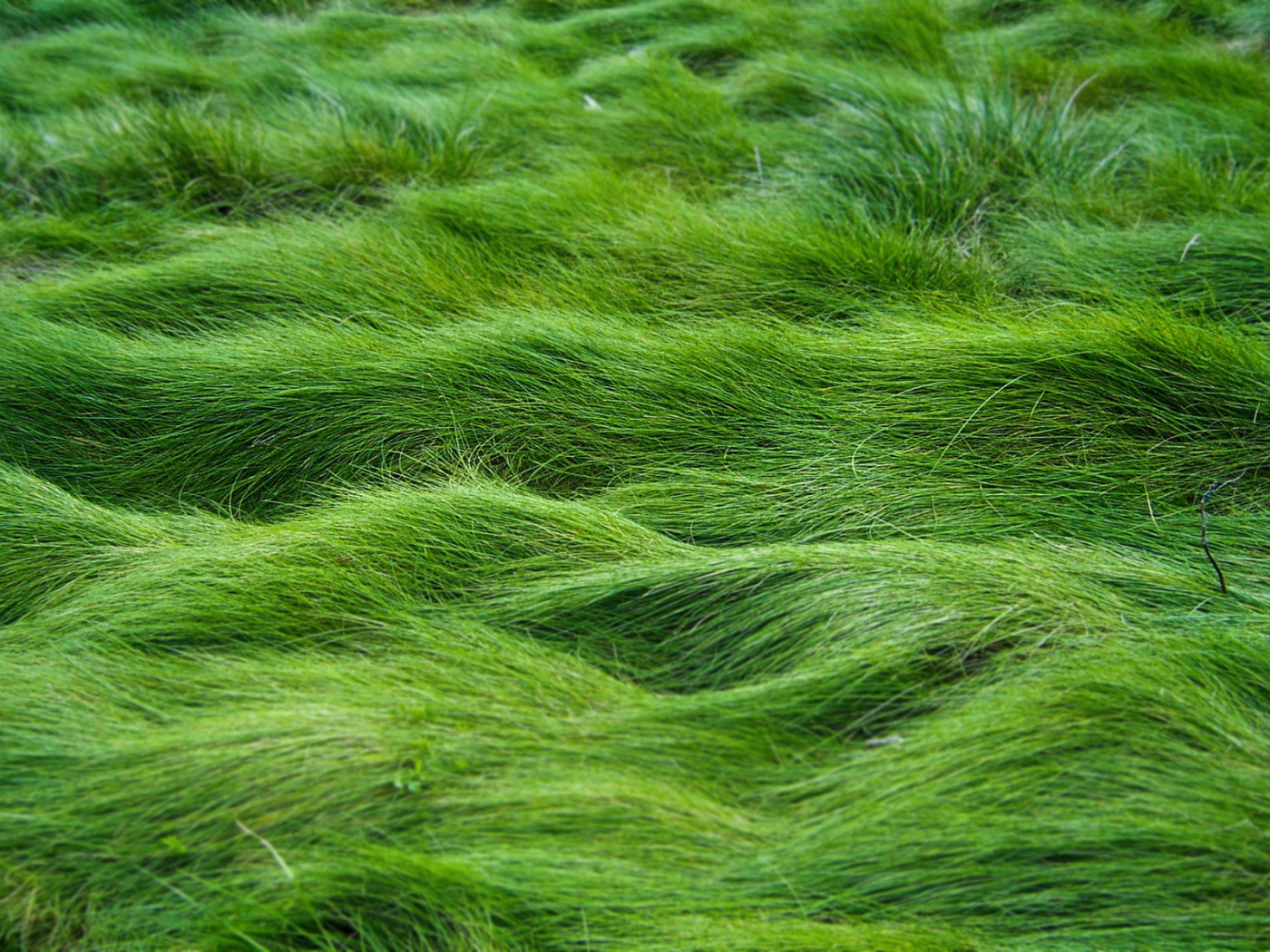 Заросший газон