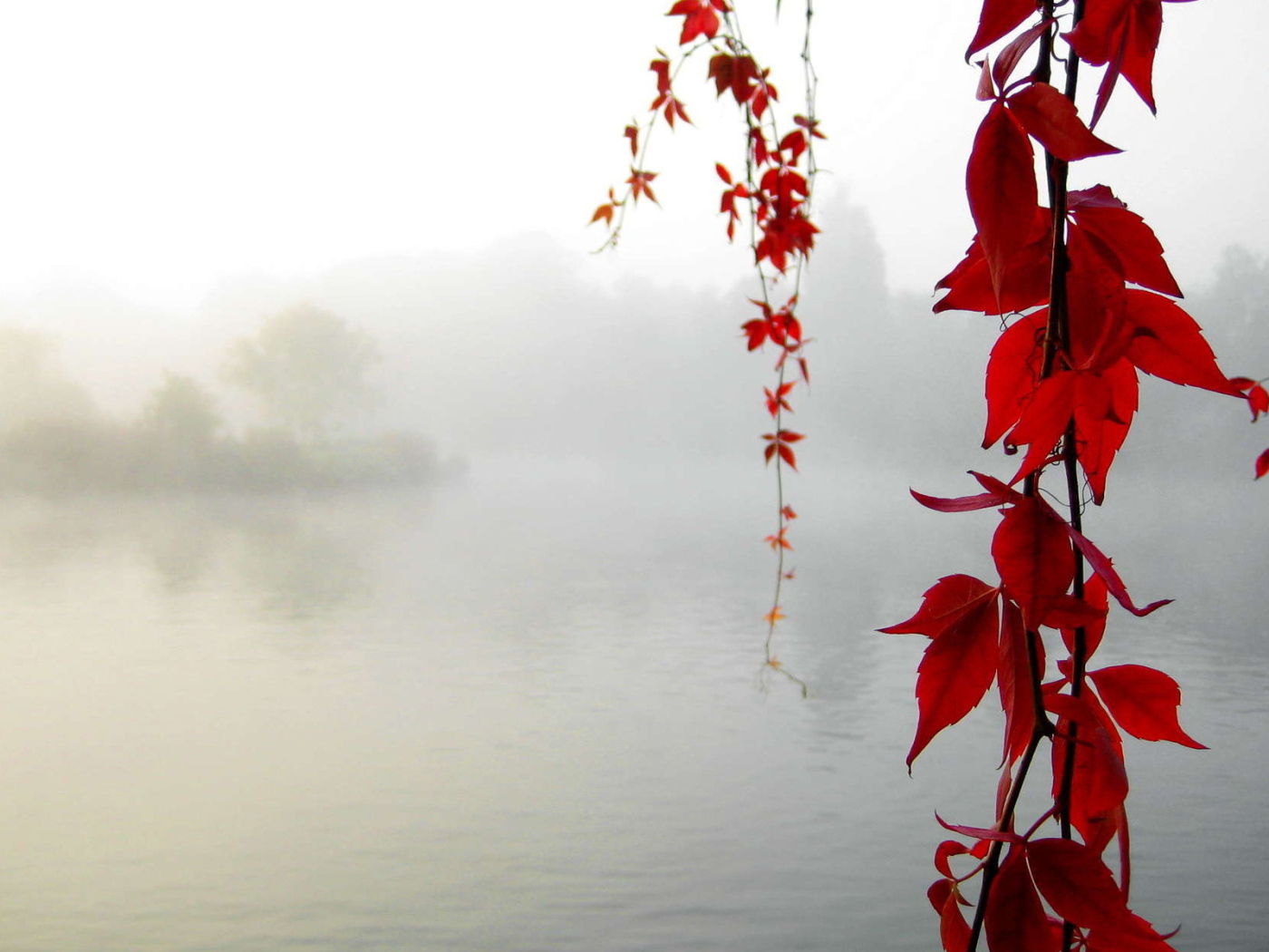 Красный клен