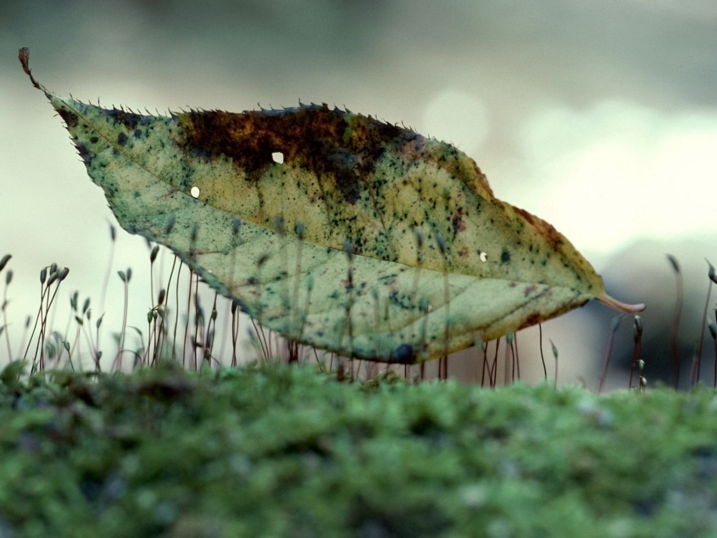 Лист на траве