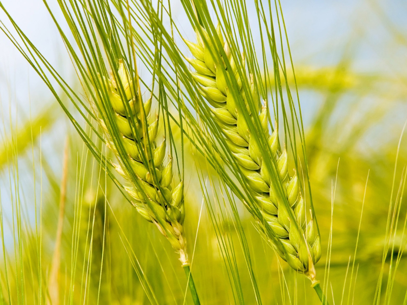 Колоски в поле