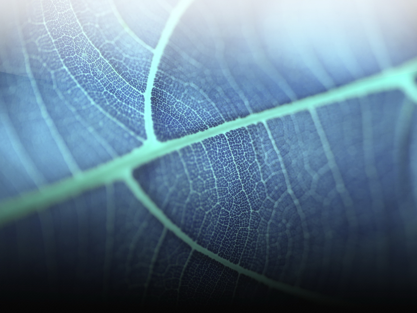 Прозрачный листик