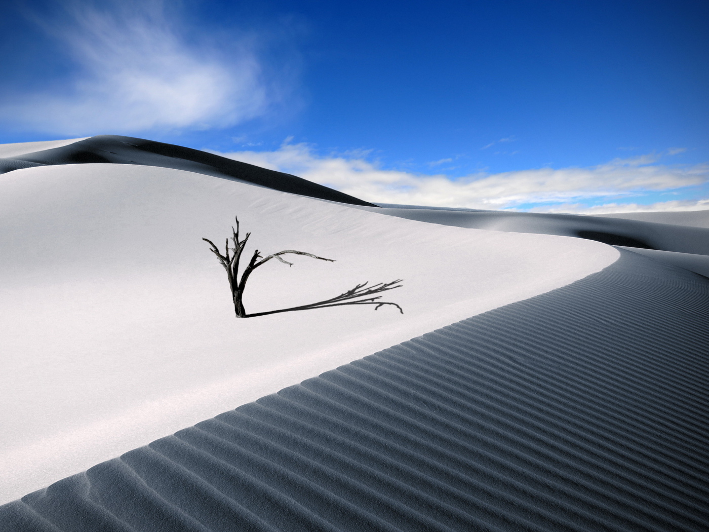 Ветка в пустыне