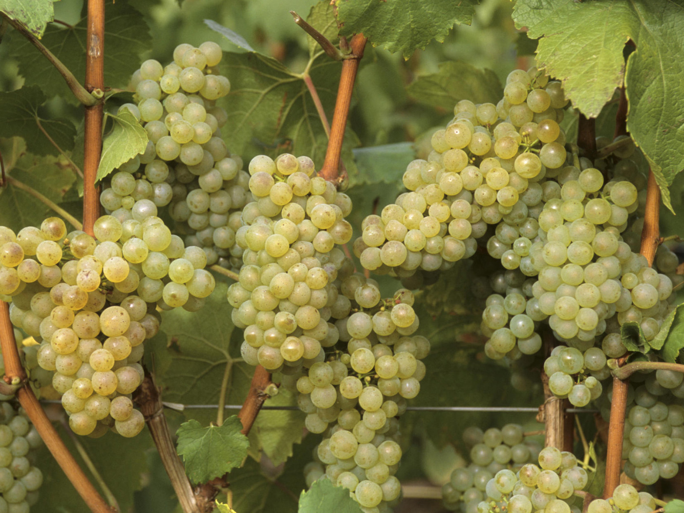 Виноград Франция