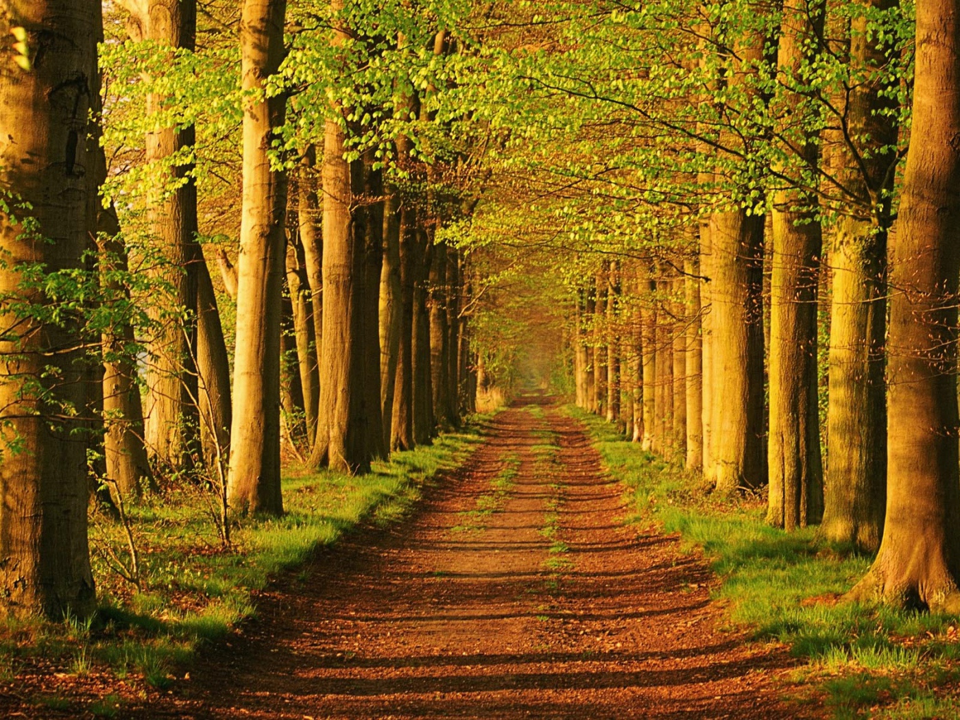 Лес в Голандии