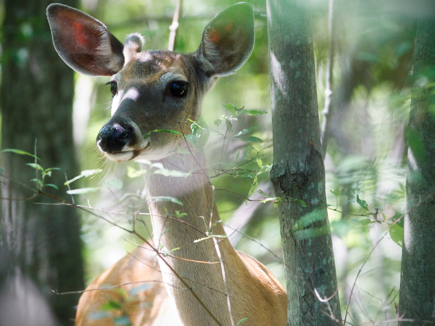 Молодой олень