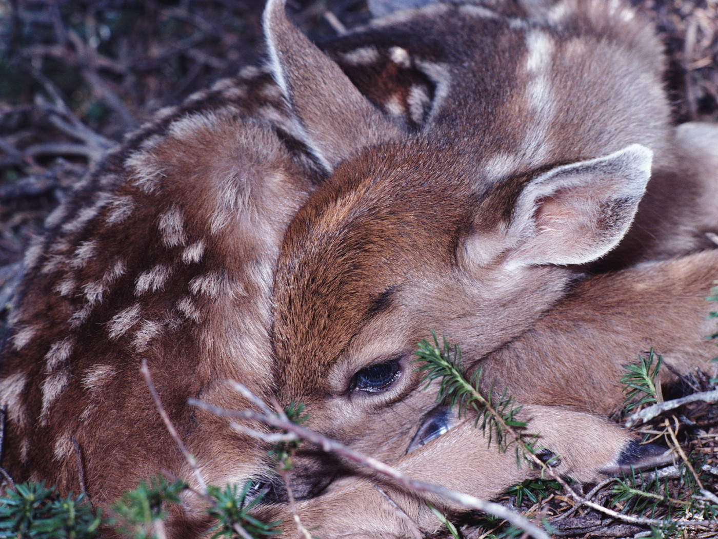 Маленький олененок