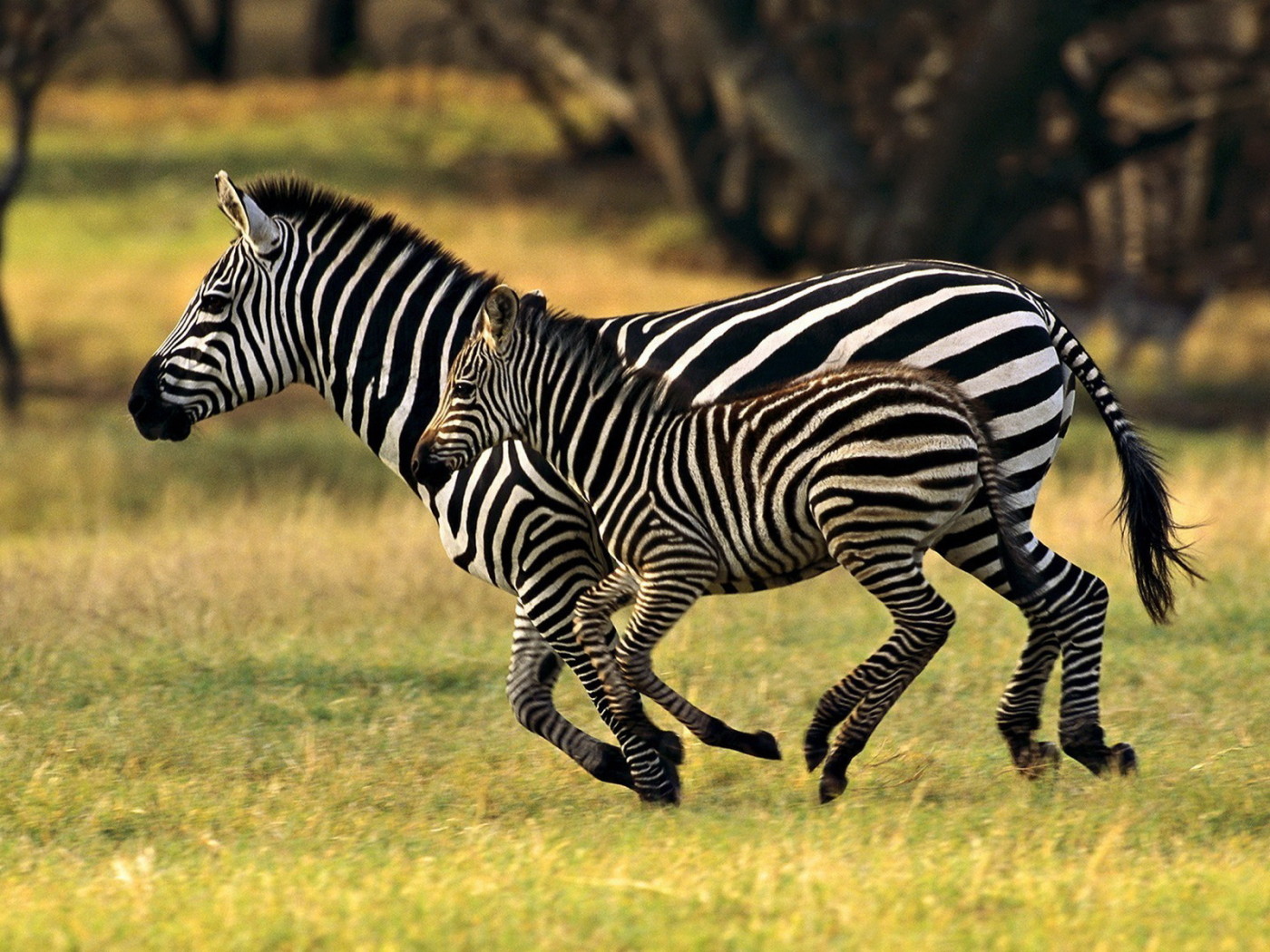 Бегущие зебры