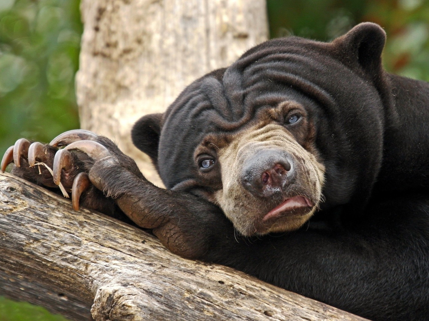 Угрюмый медведь