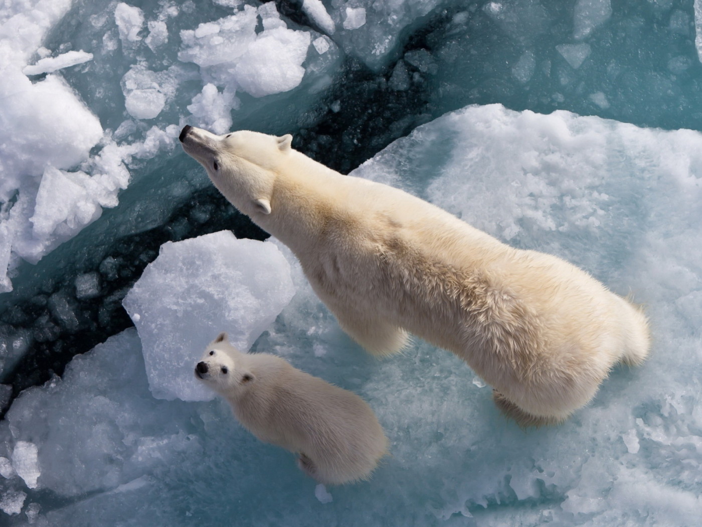 Белый медведь с медвежонком