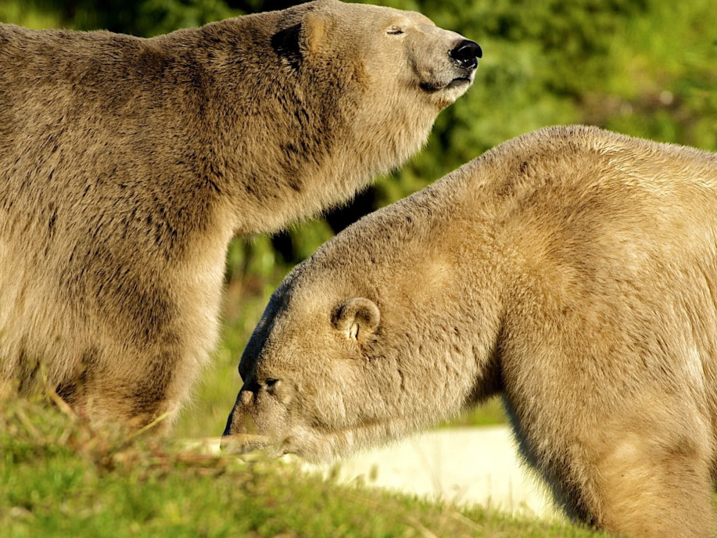 Два белых медведя