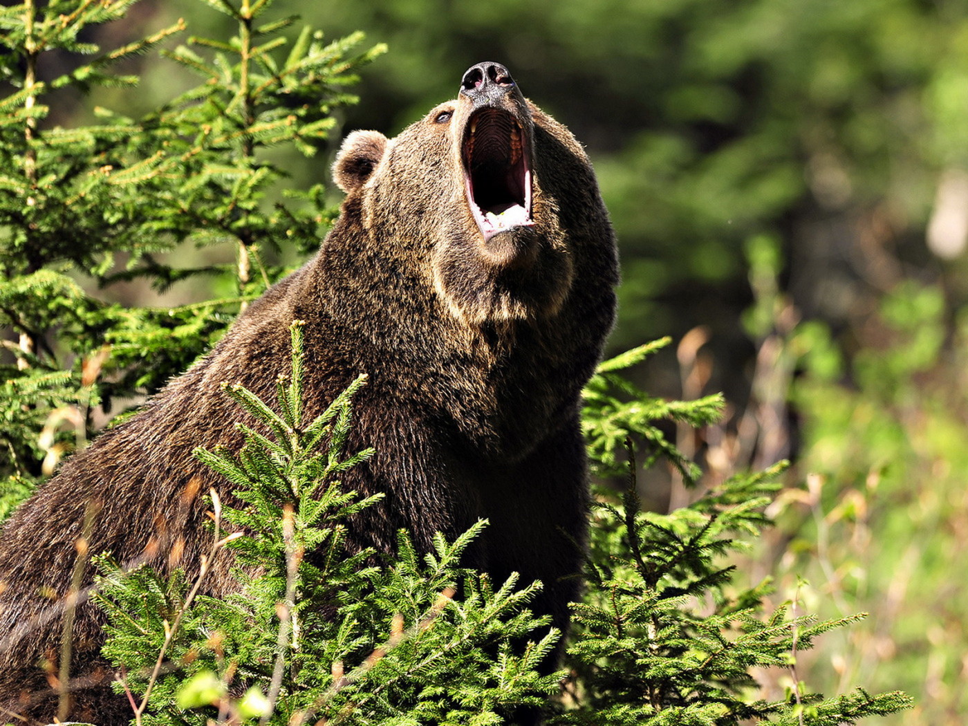 Медведь Гризли
