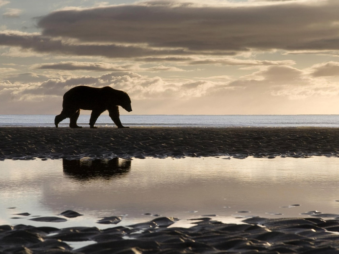 Медведь на берегу