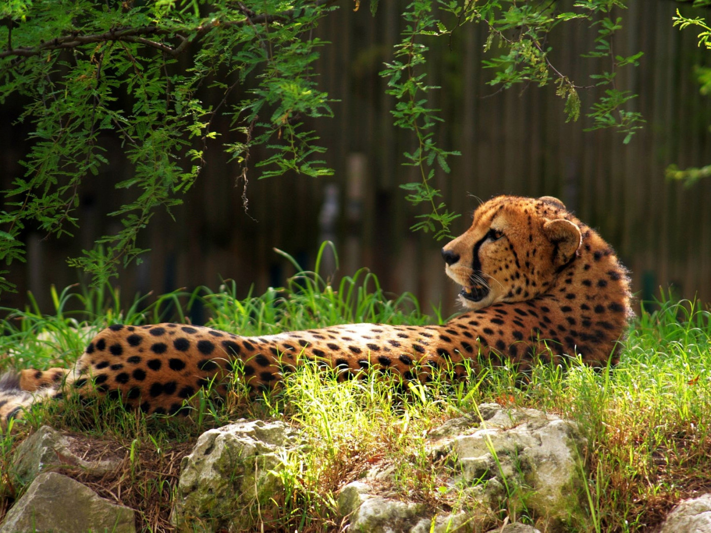 Гепард в траве