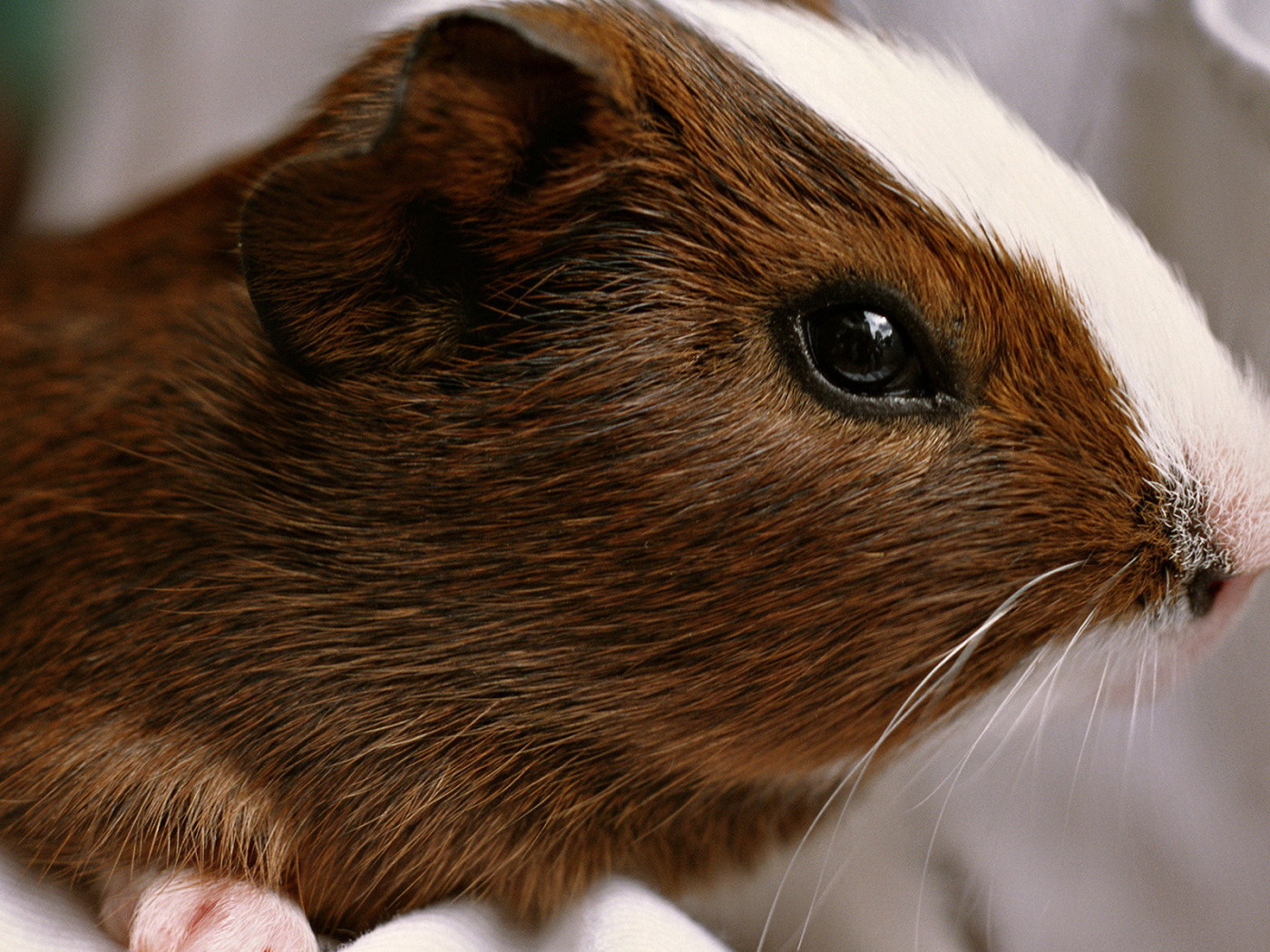 Морская свинка