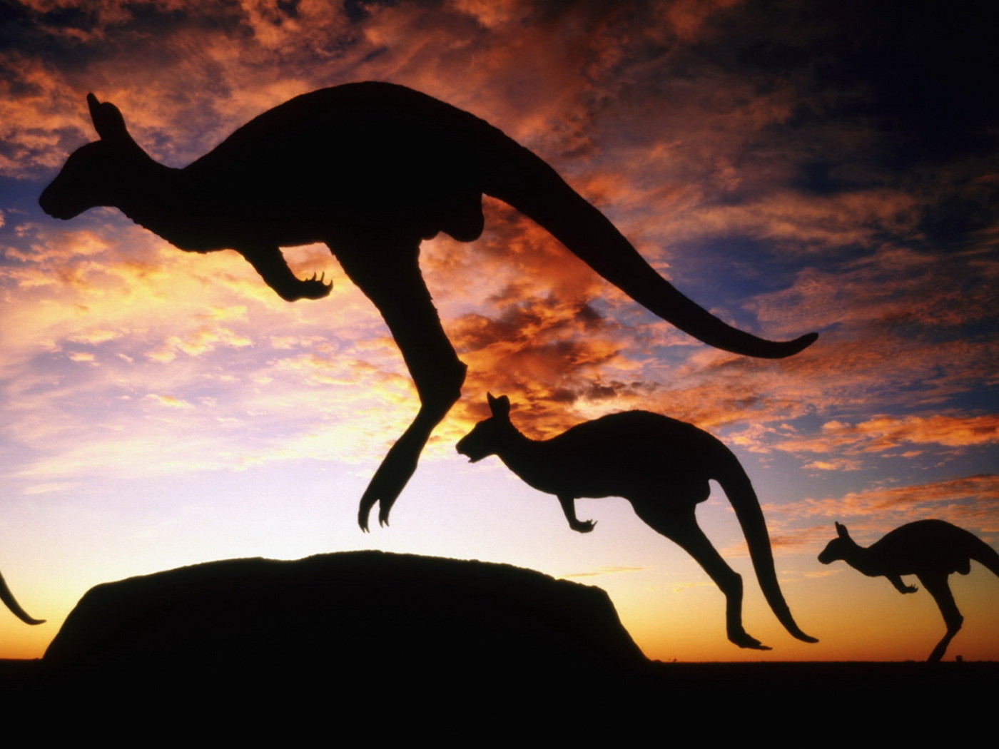 Кенгуру на закате