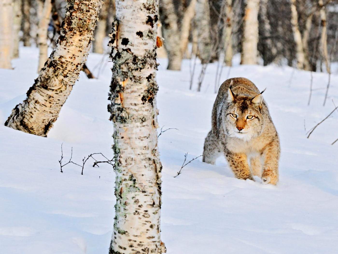 Рысь в роще