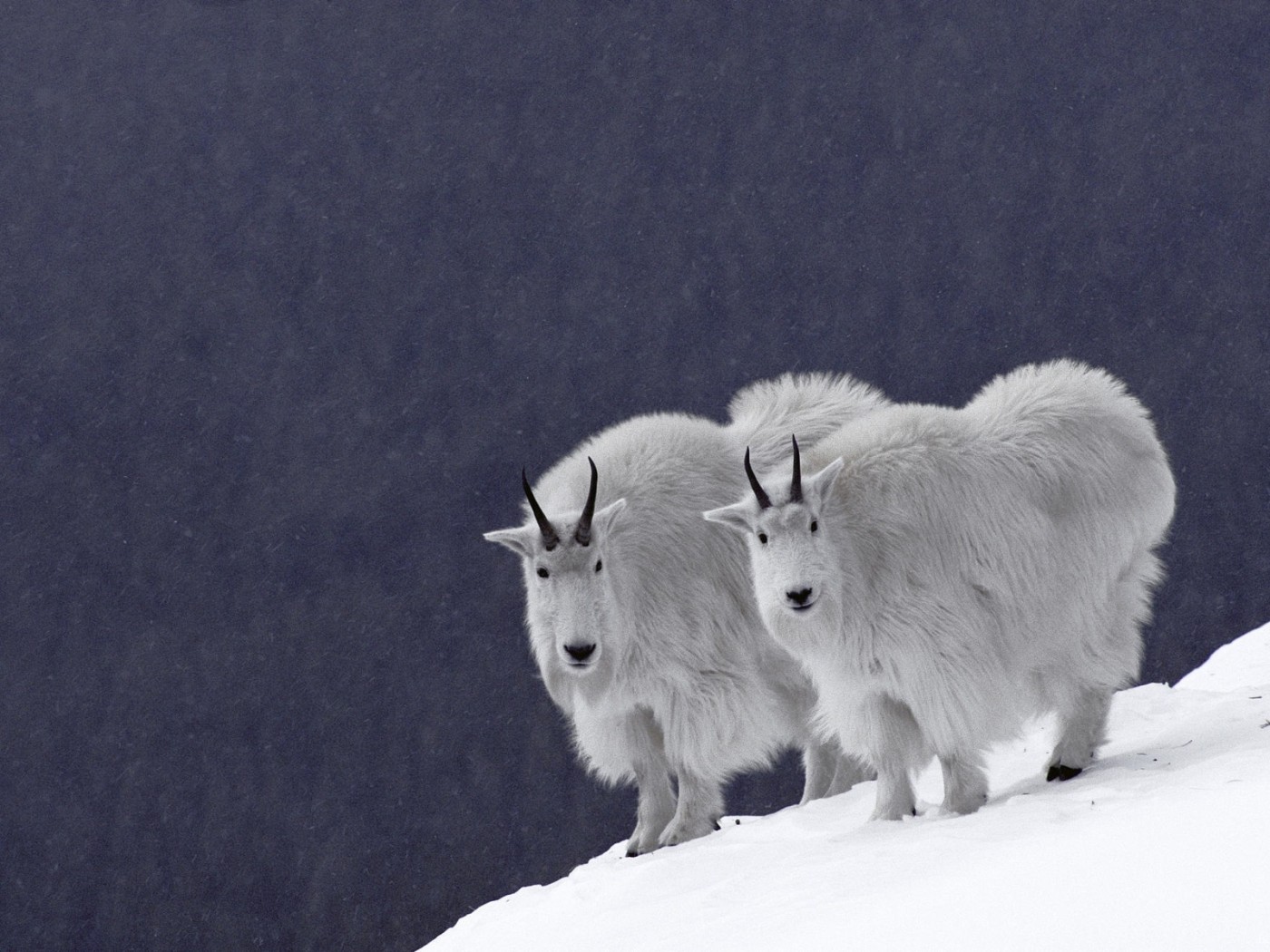 Горные бараны