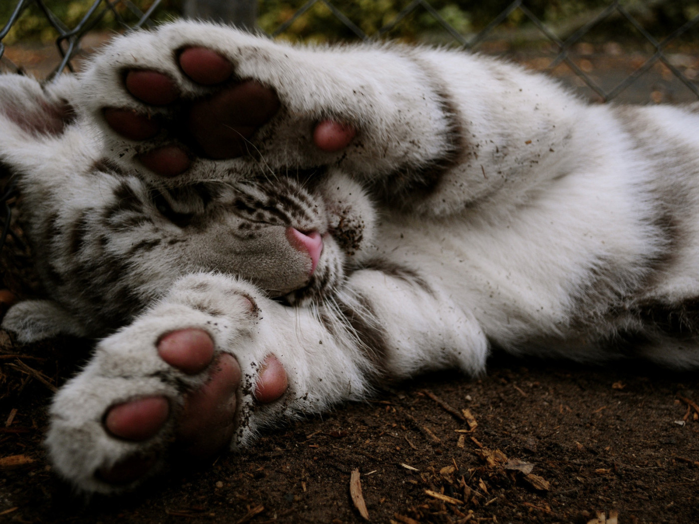 Тигровые лапки