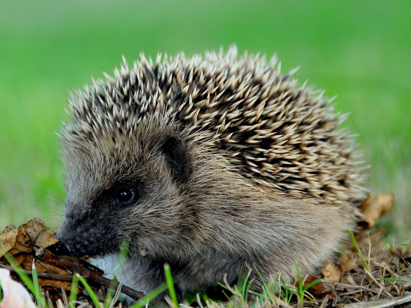 Колючий еж