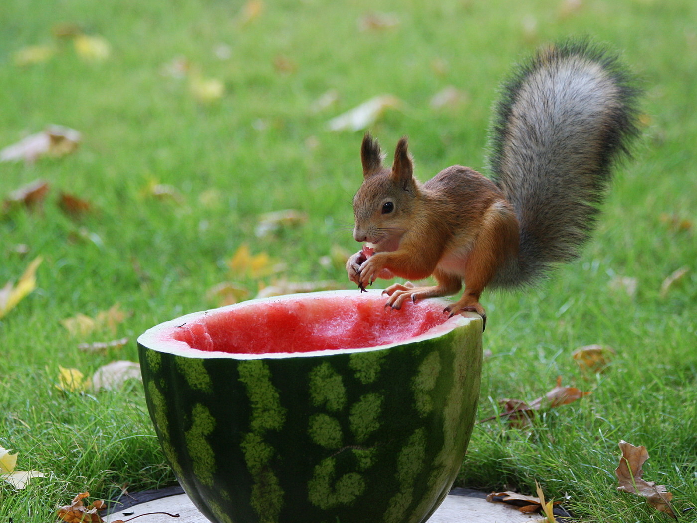 Белка и арбуз