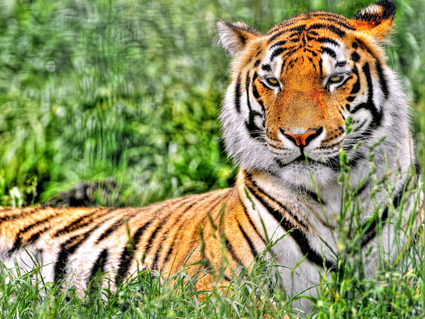 Отдыхающий тигр