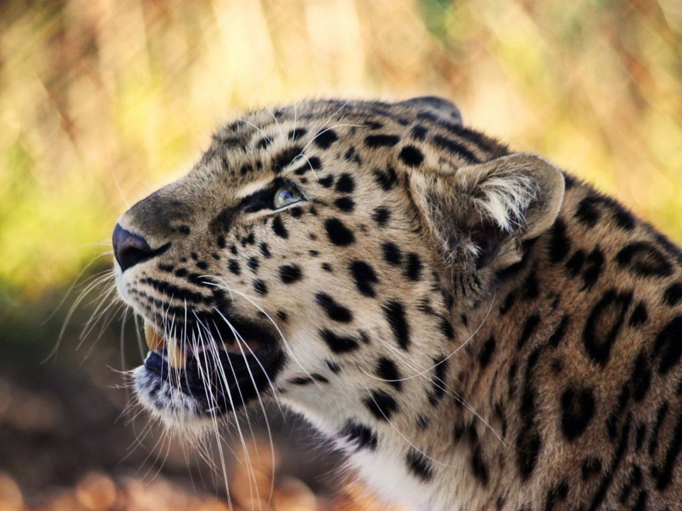 Снежный барс